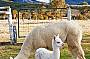 Alpaca Farm at Mt Barney option