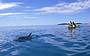 Wild Dolphins kayaking