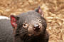 Tasmanian Devil
