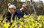 Couple inspecting the buds on the vine